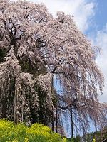 合戦場のしだれ桜　二本松市